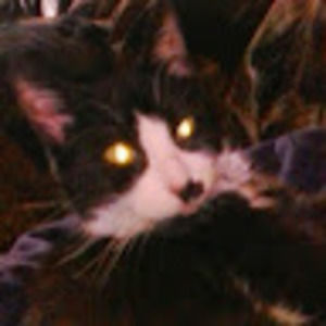 Meet your Posher, Kitt